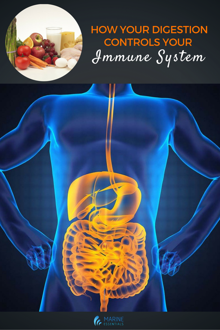 How Your Digestion Controls Your Immune System