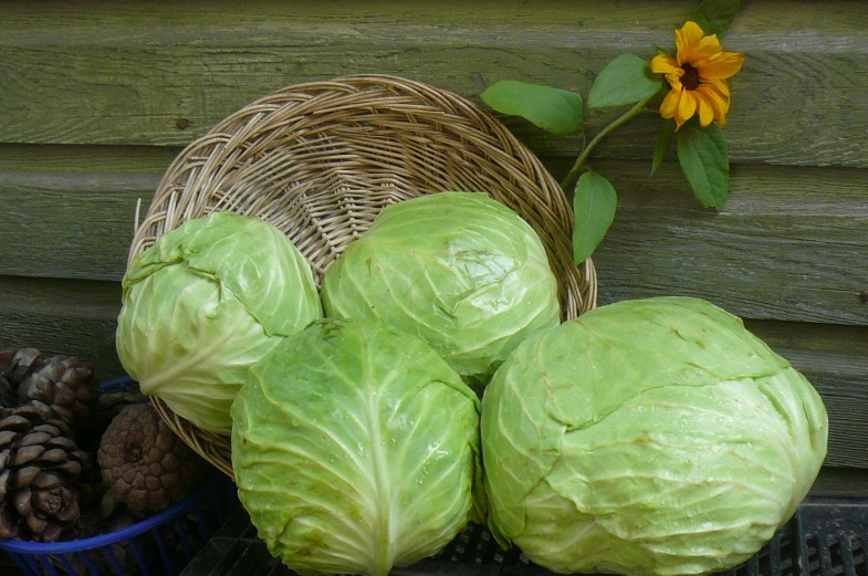 cabbage-August-2010-3